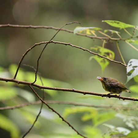 Aa Homestay Mulu Buitenkant foto
